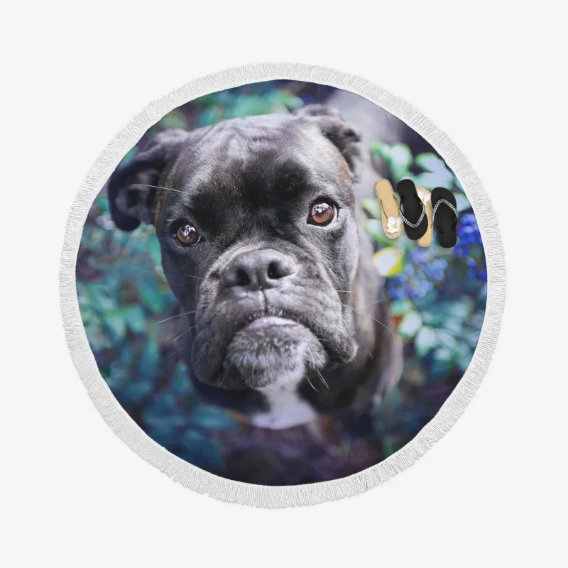 Blossoms and Bulldog Beauty: Bulldog Quartet Round Beach Towel