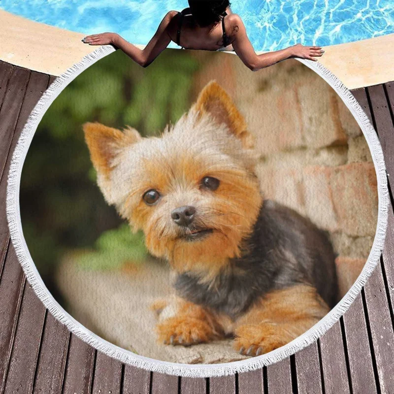 Bokeh Beauty: Silky Terrier Quartet Round Beach Towel 1