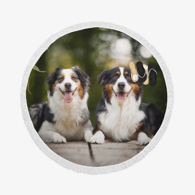 Bokeh and Depth of Field with a Canine Friend: Australian Shepherd Round Beach Towel