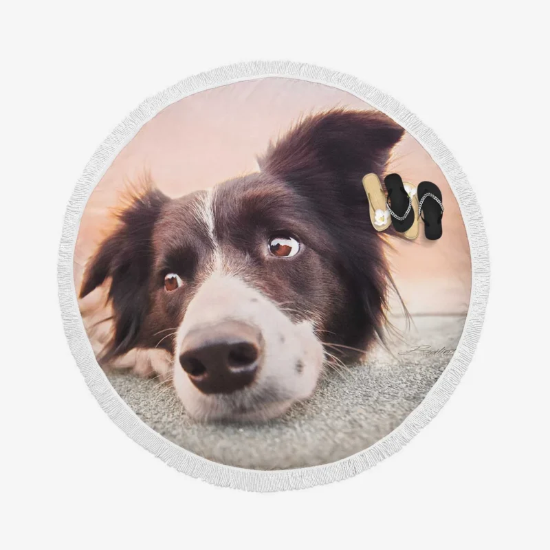 Border Collie Muzzle Resting: Border Collie Round Beach Towel