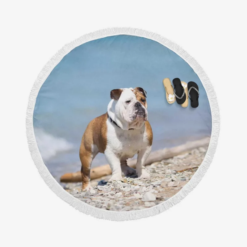 Bulldog Beauty at Its Best: Bulldog Quartet Round Beach Towel