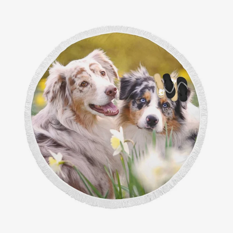 Canine Beauty with Daffodils: Australian Shepherd Round Beach Towel