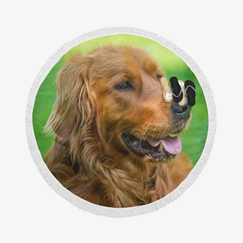 Canine Elegance: Irish Setter Muzzles in Depth Round Beach Towel