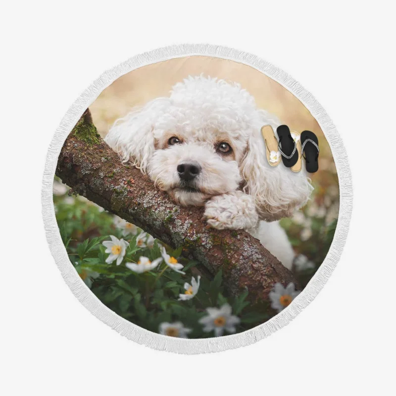 Canine Elegance: Poodle Quartet Round Beach Towel 1