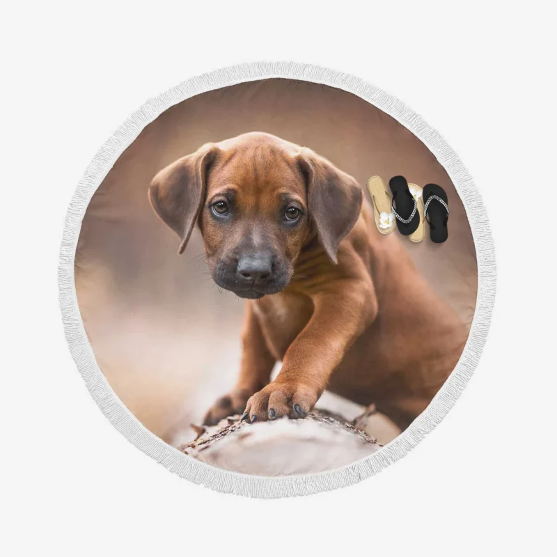 Canine Elegance: Rhodesian Ridgeback Quartet Round Beach Towel