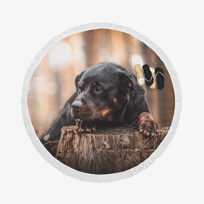 Canine Majesty: Rottweiler Quartet Round Beach Towel