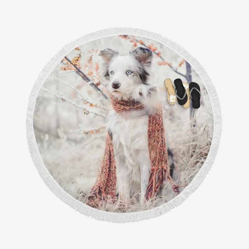 Canine Style with a Scarf: Australian Shepherd Round Beach Towel
