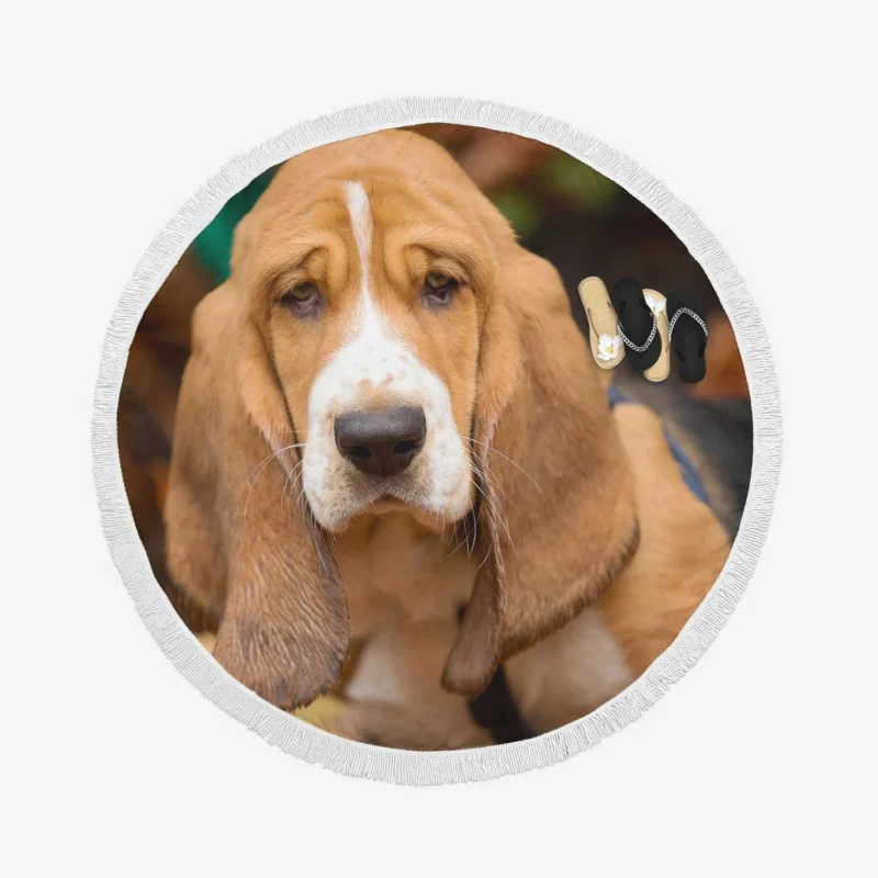 Captivating Muzzle Beauty: Basset Hound Round Beach Towel