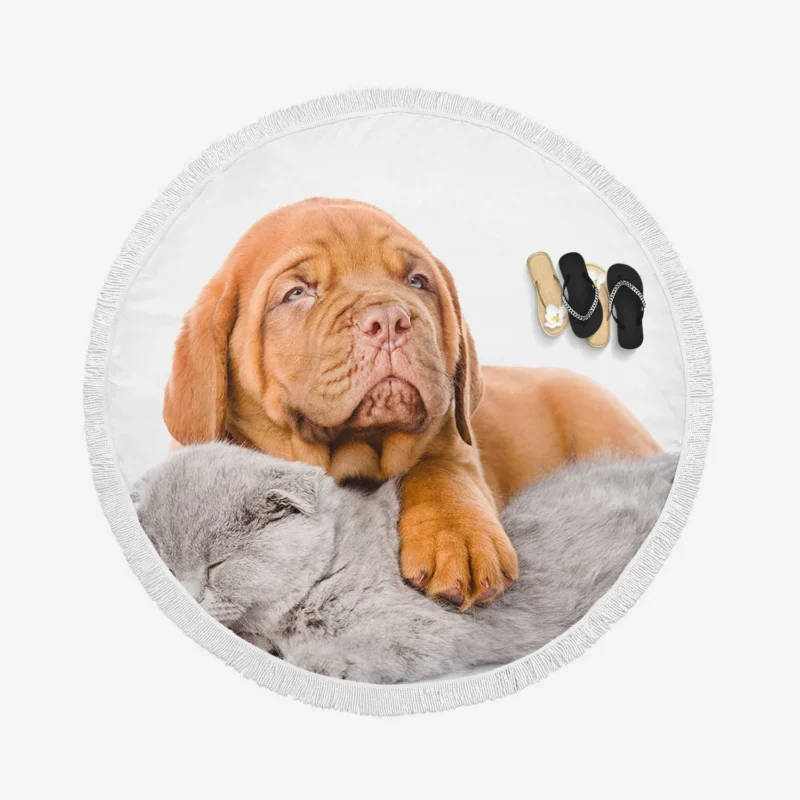 Cat and Dog - Dogue de Bordeaux and a Sleeping Cat: Quartet Round Beach Towel 1