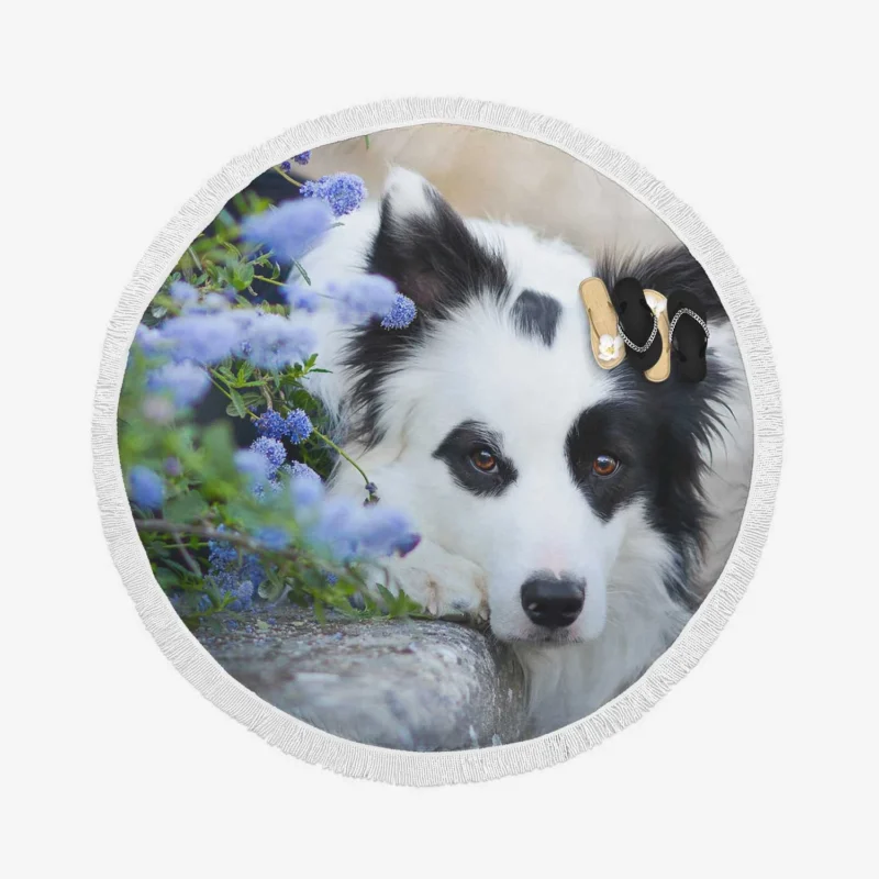 Collie Beauty with Depth Of Field and Blue Flower: Border Collie Round Beach Towel 1