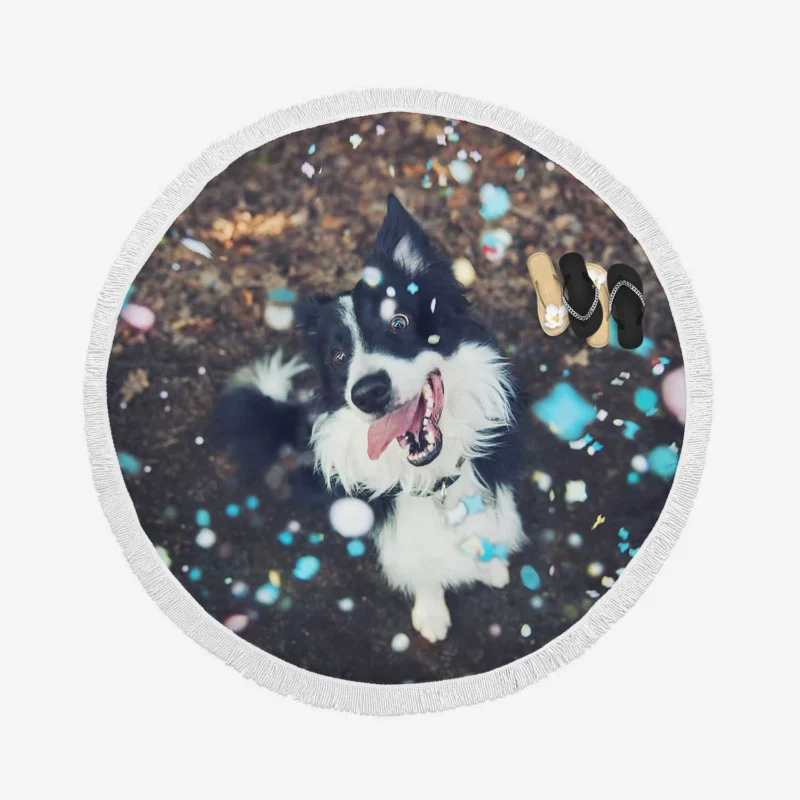 Confetti Fun with Border Collie Muzzle Round Beach Towel