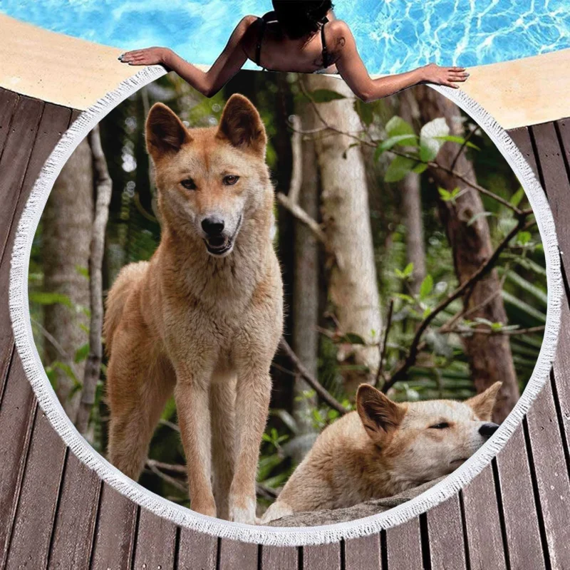 Cute Australian Dingoes in the Wild: Dingo Quartet Round Beach Towel 1