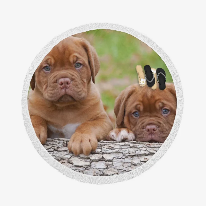 Cute Mastiff Puppies: Dogue de Bordeaux Quartet Round Beach Towel