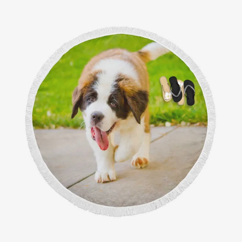 Cute Puppies: Saint Bernard Quartet Round Beach Towel