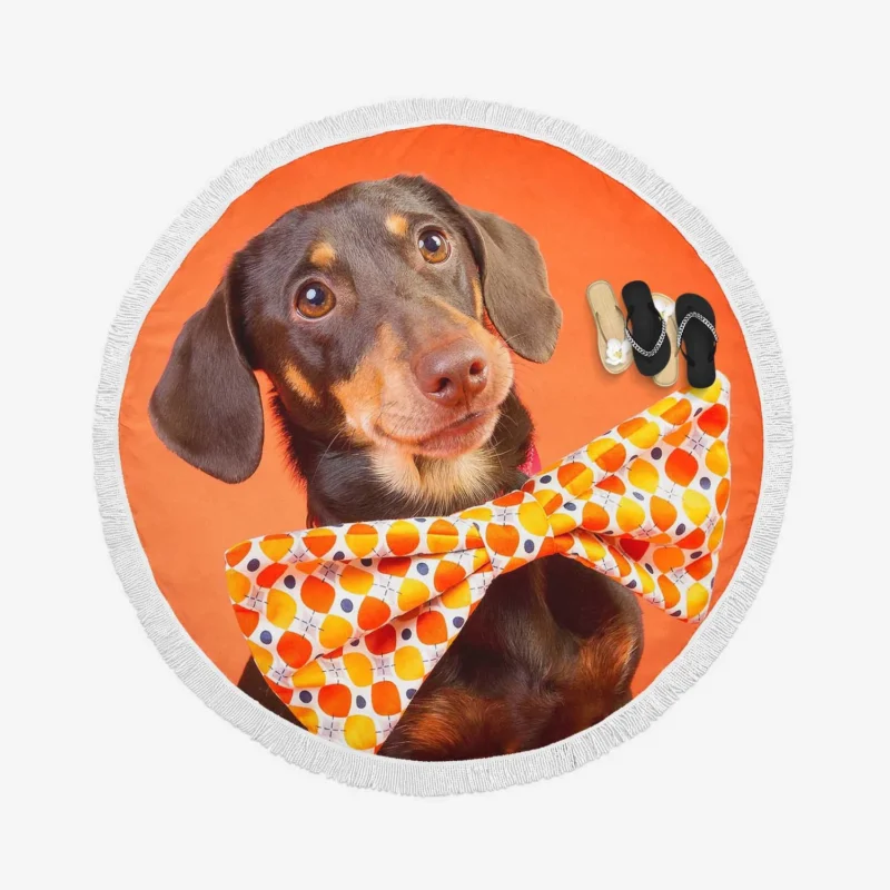 Dachshund Snow Delight: Fourfold Quartet Round Beach Towel