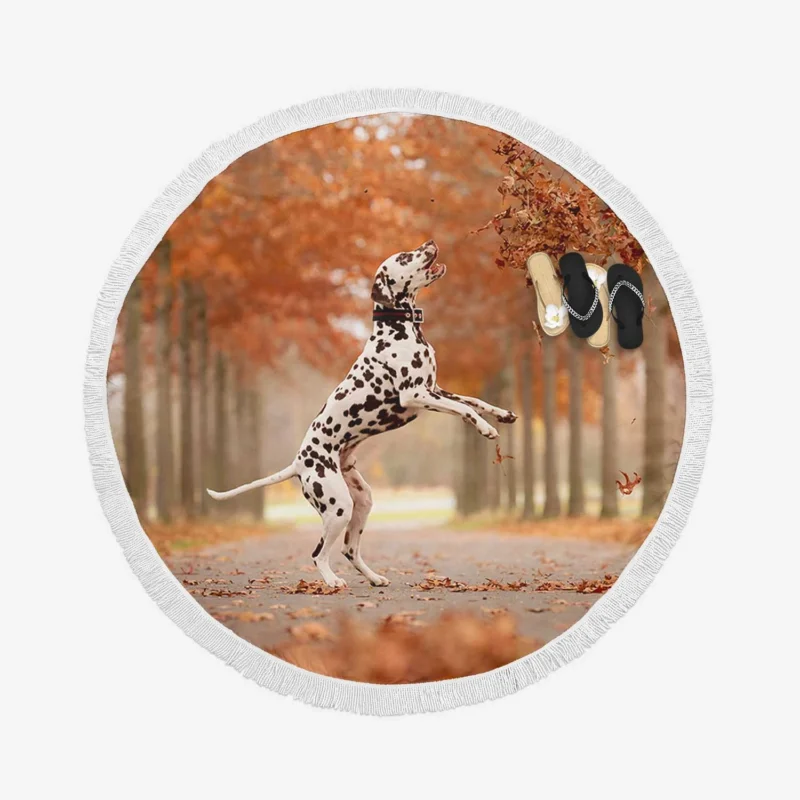 Dalmatian Enjoying Fall: Dalmatian Quartet Round Beach Towel