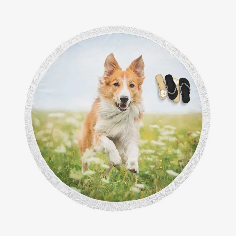 Depth Of Field Beauty in the Field with Border Collie Round Beach Towel