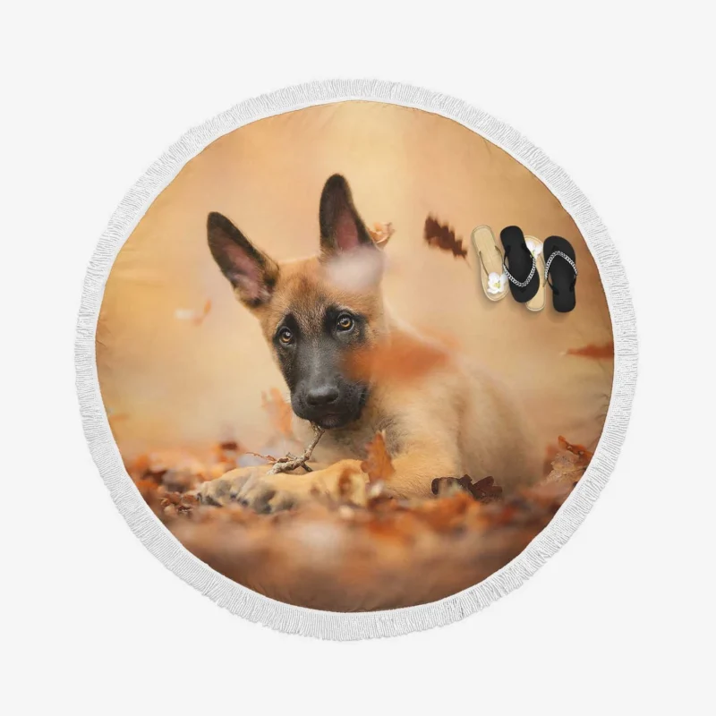 Depth Of Field and Fall Beauty: Belgian Malinois Puppy Round Beach Towel