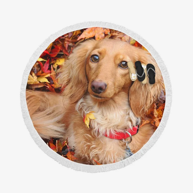 Depth of Field Autumn Leaves: Dachshund Quartet Round Beach Towel 1