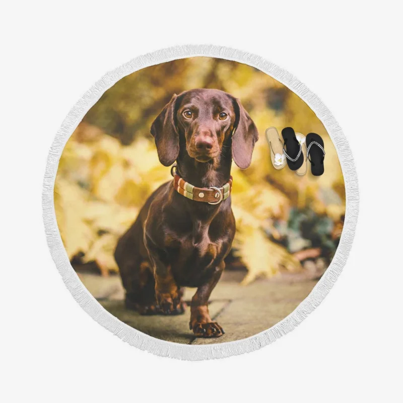 Depth of Field Dachshund Delight: Quartet Round Beach Towel