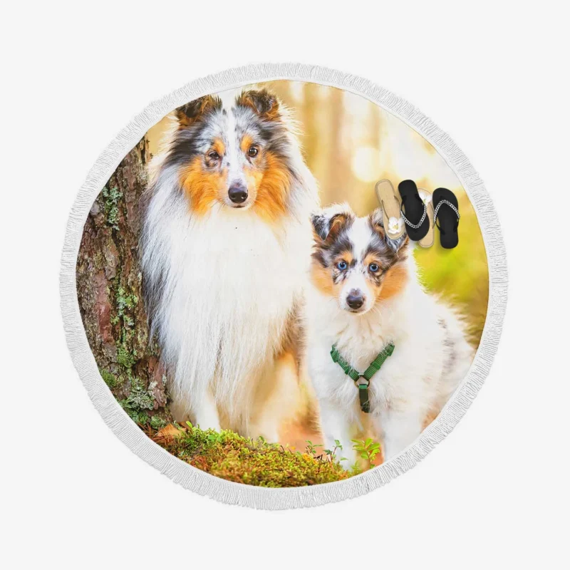 Depth-of-Field Dream: Shetland Sheepdog Quartet Round Beach Towel