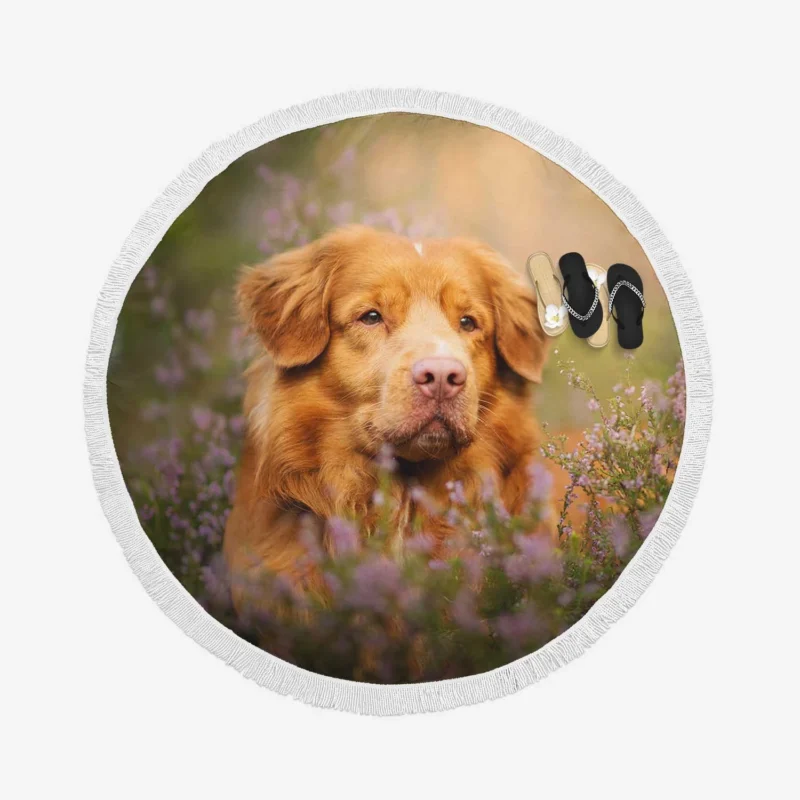 Depth of Field: Nova Scotia Duck Tolling Retriever Quartet Round Beach Towel