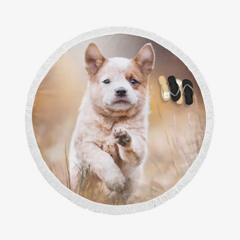 Depth of Field Puppy Play with the Akita Quartet Round Beach Towel