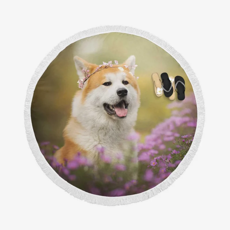 Depth of Field with Purple Blooms: Shiba Inu Quartet Round Beach Towel