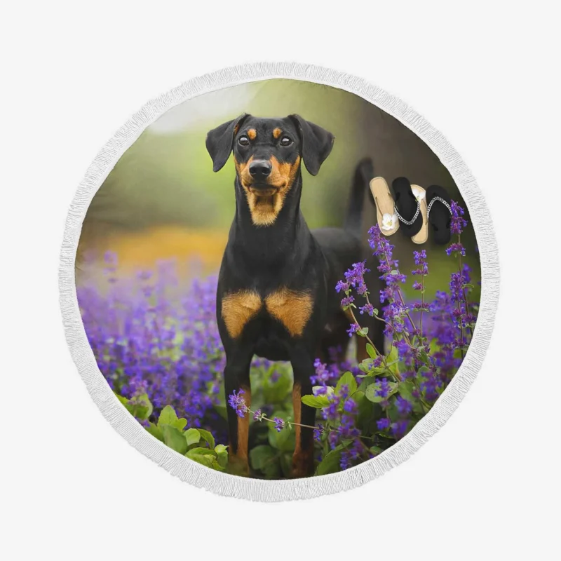 Doberman Puppies with Flowers and Depth of Field: Doberman Pinscher Quartet Round Beach Towel