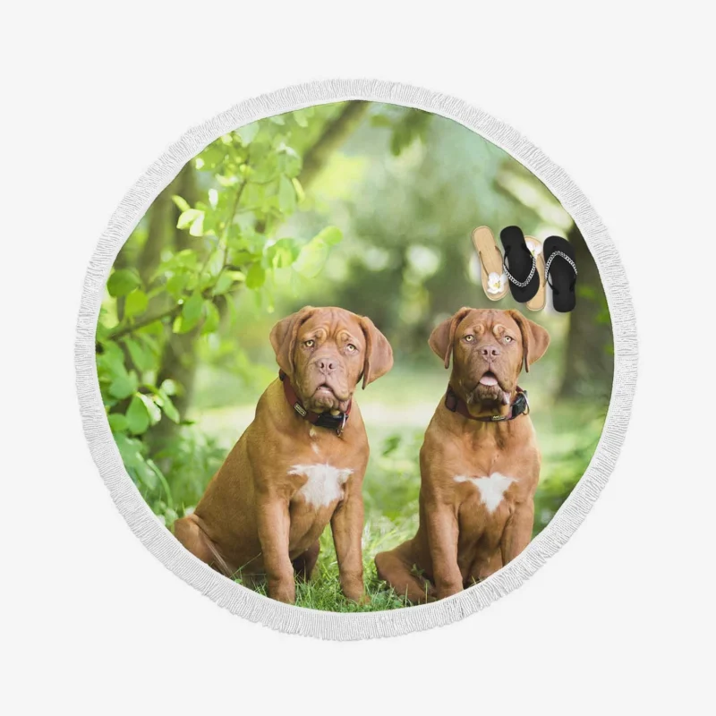 Dogue de Bordeaux with Bokeh: Quartet Round Beach Towel