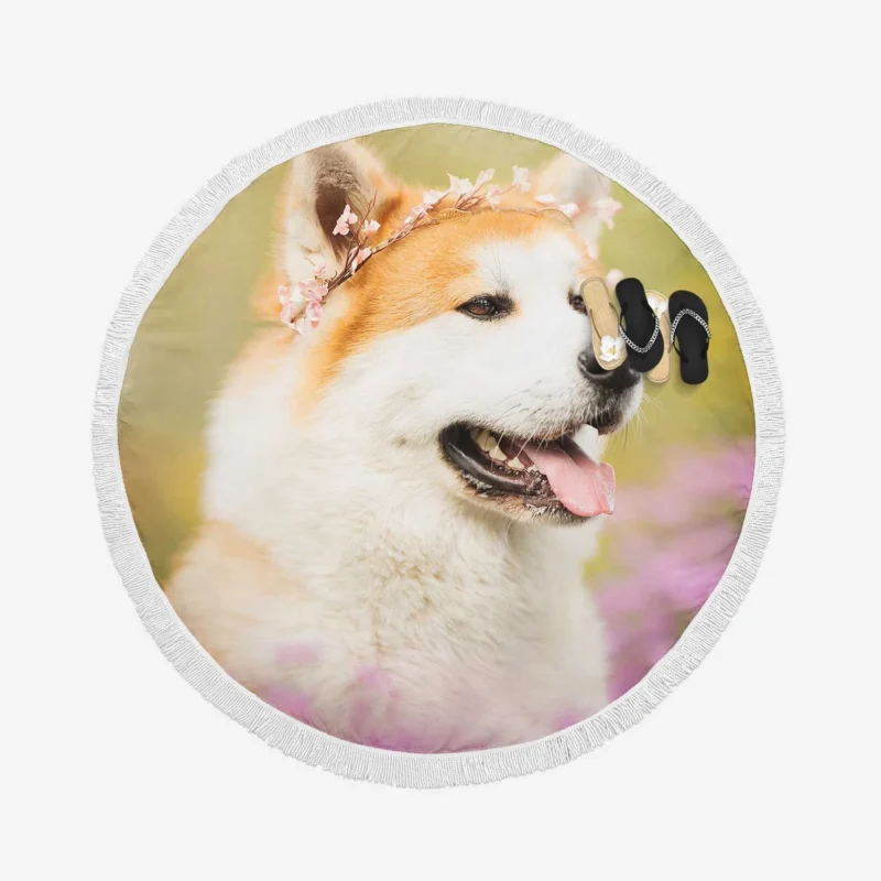 Dreamy Blurred Surroundings: Shiba Inu Quartet Round Beach Towel 1