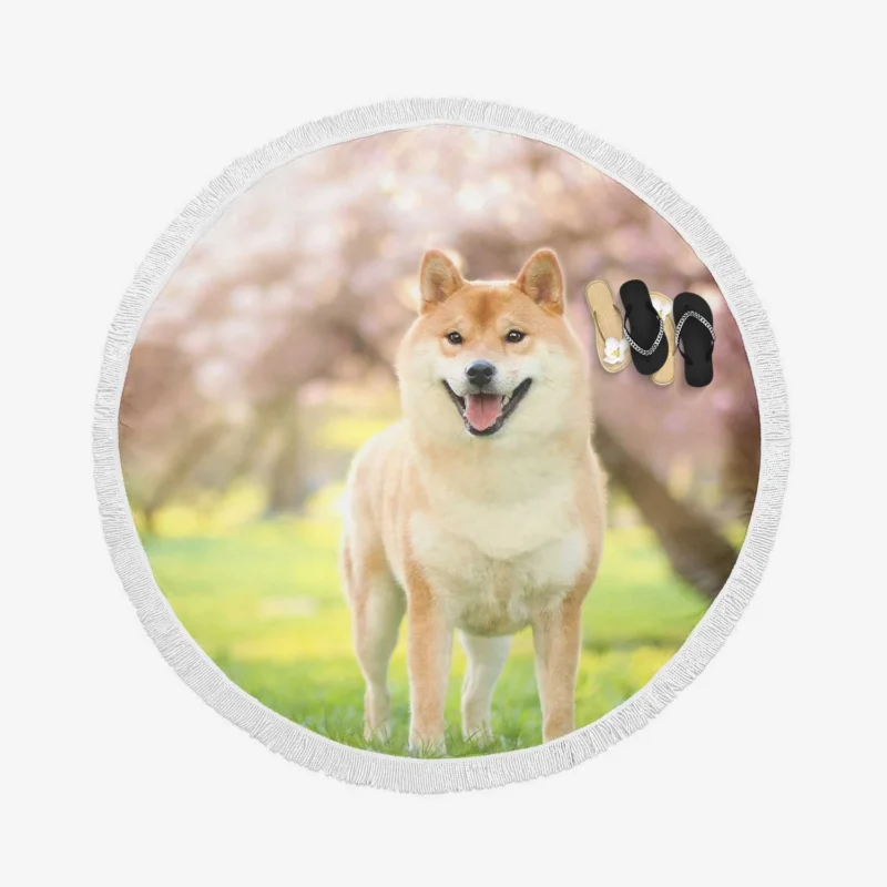 Dreamy Depth of Field: Shiba Inu Quartet Round Beach Towel