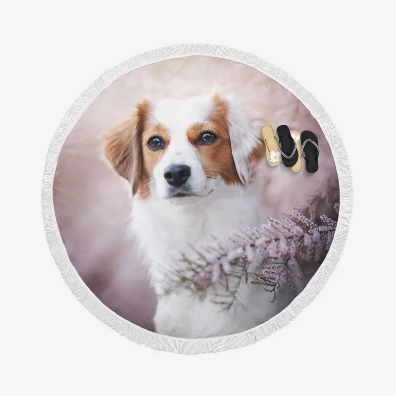 Dutch Canine Beauties: Kooikerhondje Quartet Round Beach Towel 1