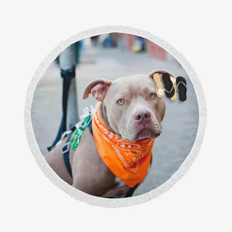 Elegance and Charm: Pit Bull Quartet Round Beach Towel 1