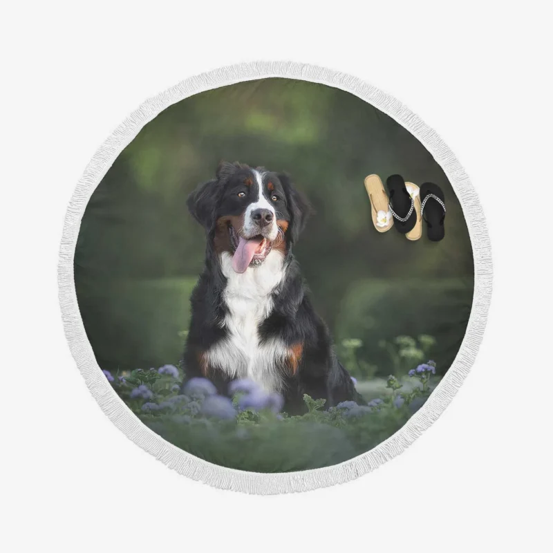 Elegance in Bernese Mountain Dog: Bernese Mountain Dog Round Beach Towel 1