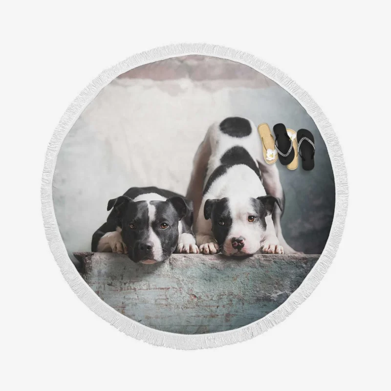 Elegance in Fourfold: American Pit Bull Terrier Quartet Round Beach Towel