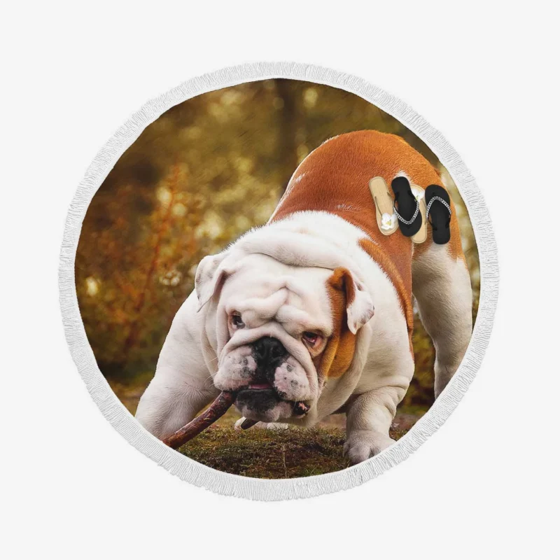 Elegant and Endearing: Bulldog Quartet Round Beach Towel