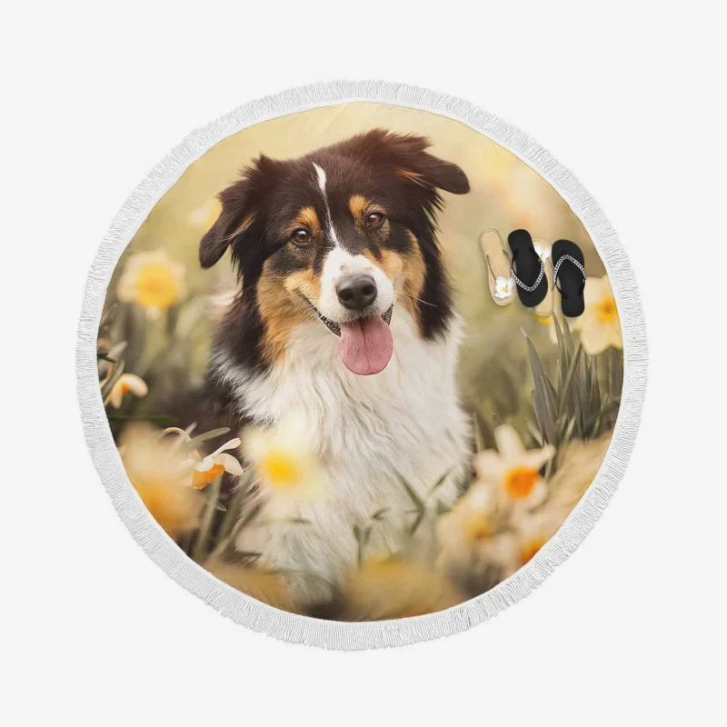 Enchanting Shetland Sheepdog Quartet Round Beach Towel