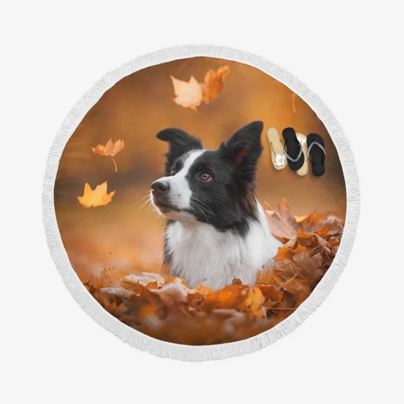 Energetic Border Collie: Border Collie Round Beach Towel