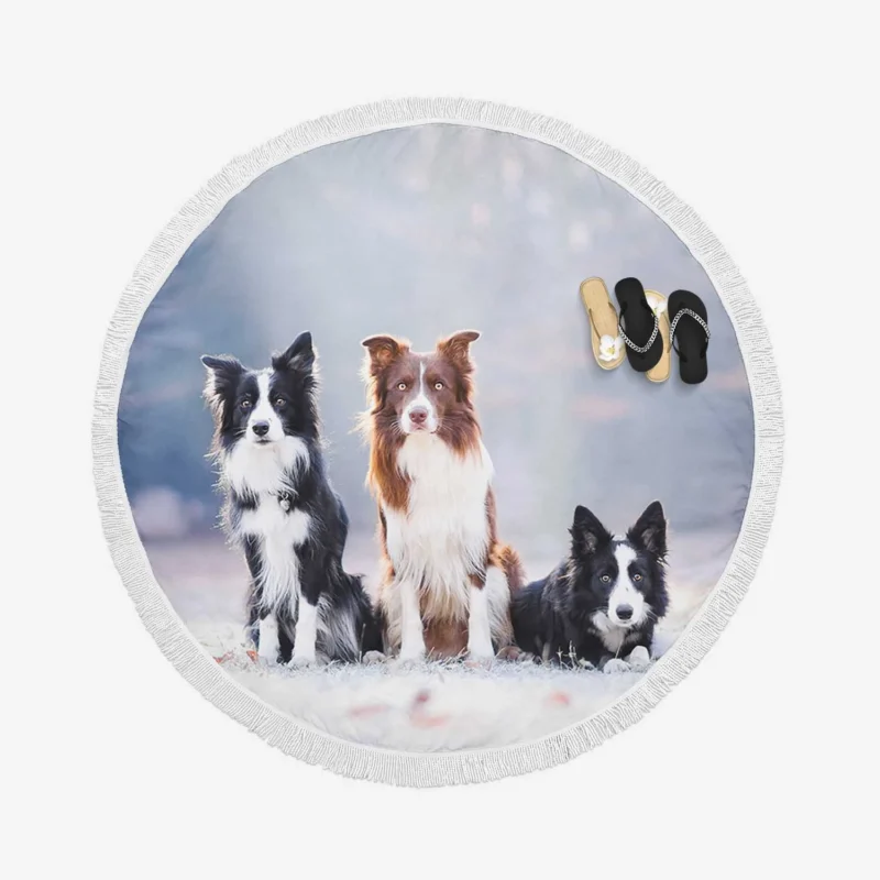 Energetic Trio of Border Collies Round Beach Towel