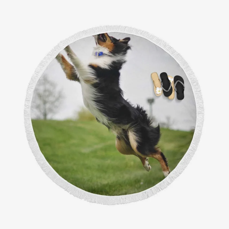 Energetic and Active Border Collie: Border Collie Round Beach Towel 1