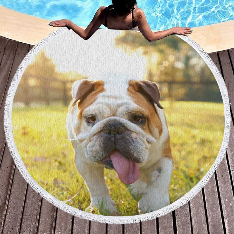 English Bulldog in Sunny Grass: English Bulldog Quartet Round Beach Towel 1