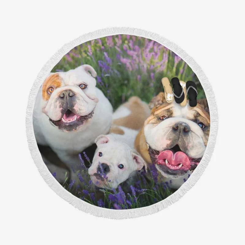 English Bulldog with Purple Flowers: English Bulldog Quartet Round Beach Towel