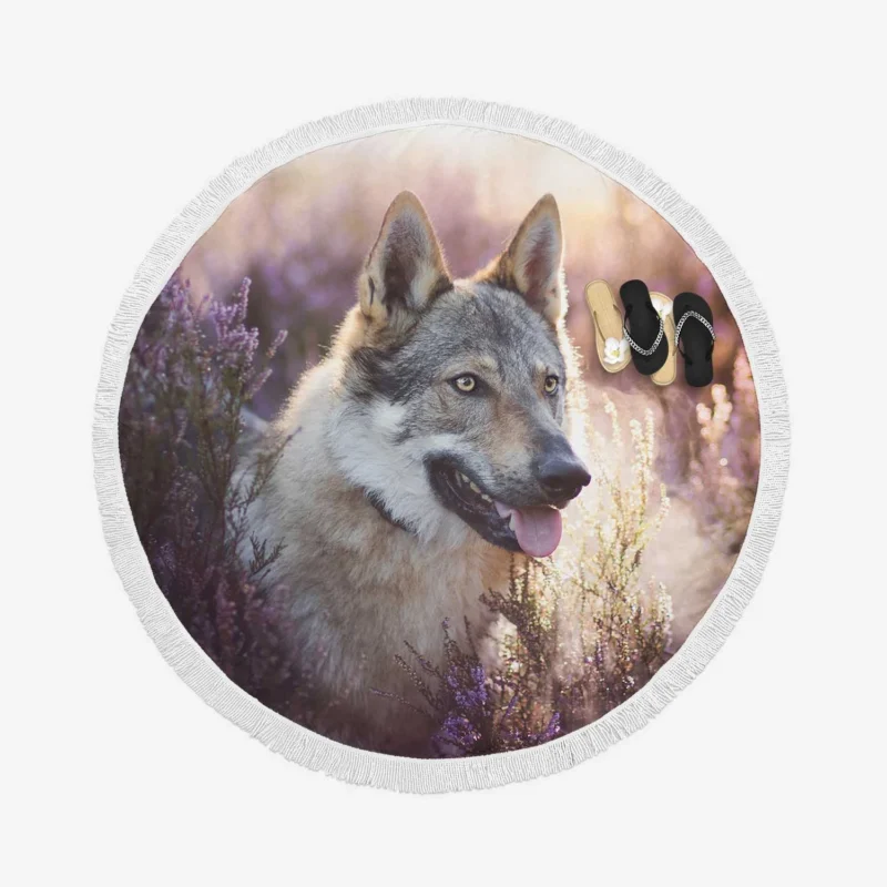 Enigmatic and Compelling: Wolfdog Quartet Round Beach Towel