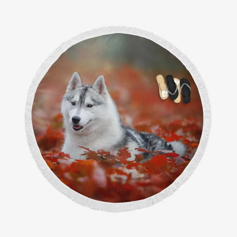 Ethereal Beauty: Husky Depth of Field Among Leaves Round Beach Towel