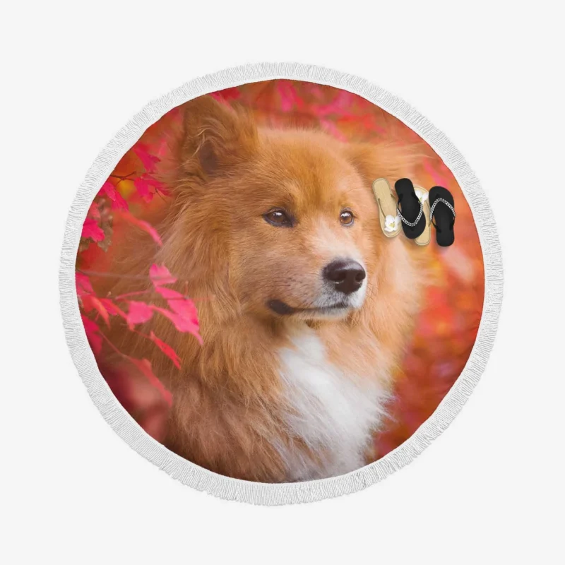 Eurasier Autumn Delight: Muzzle in Falling Leaves Round Beach Towel