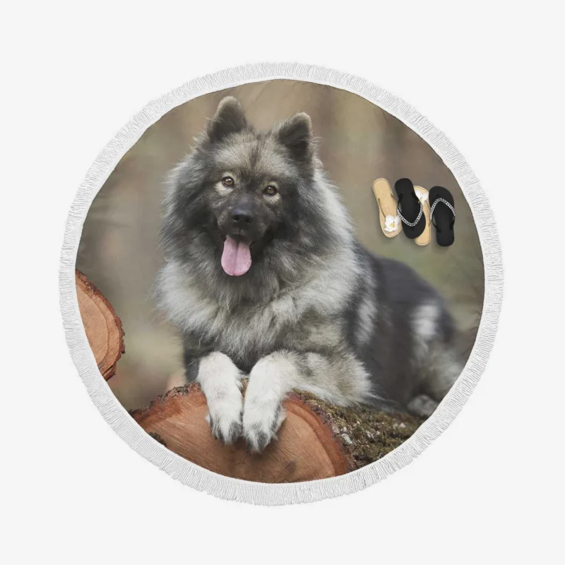Eurasier Charm: Captivating and Enigmatic Round Beach Towel