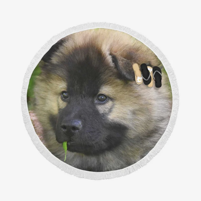 Eurasier Elegance: A Touch of Fall Round Beach Towel