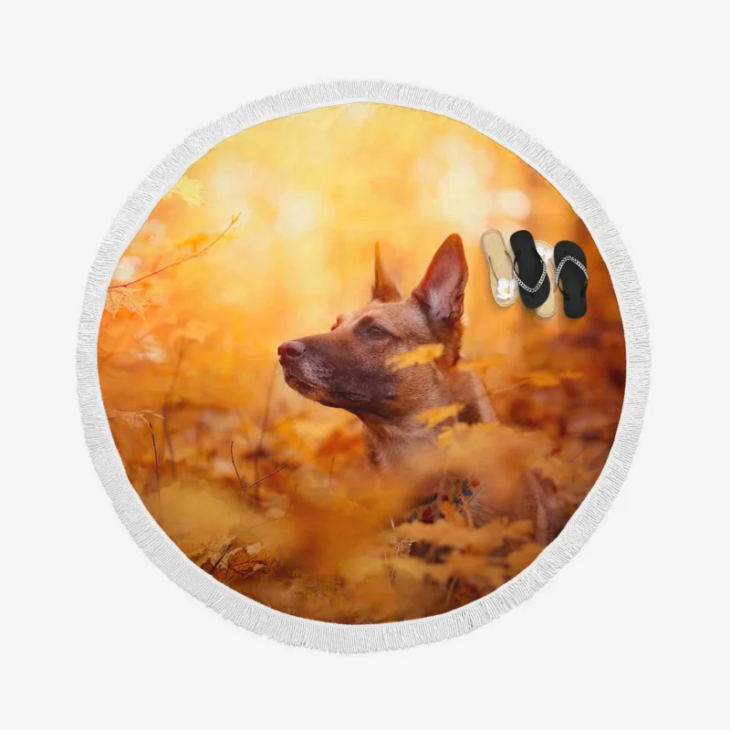 Fall Beauty in the Malinois: Belgian Malinois Round Beach Towel