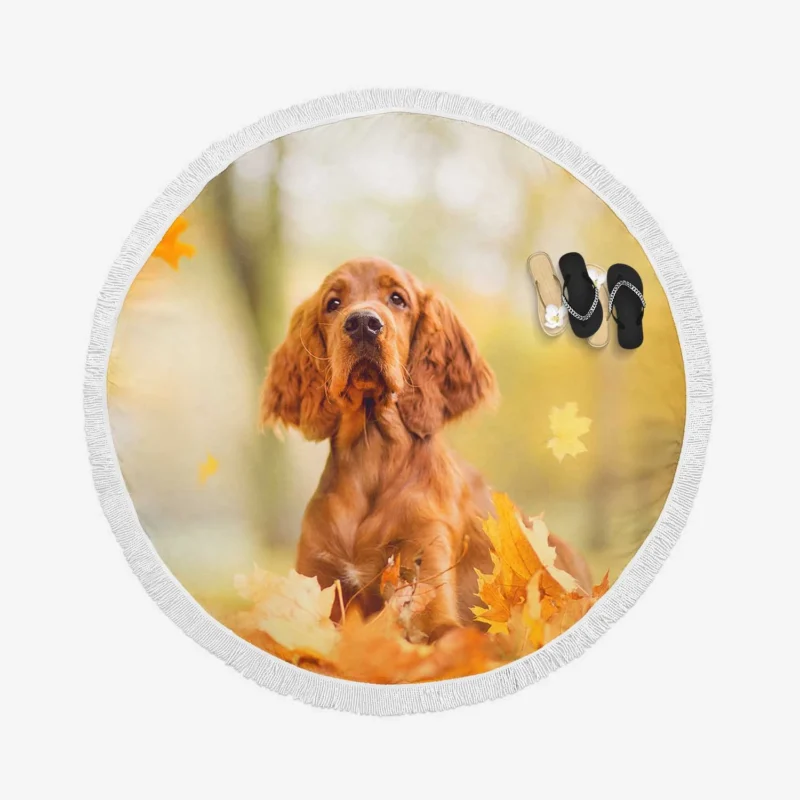 Fall Colorful Embrace: Cocker Spaniel Quartet Round Beach Towel